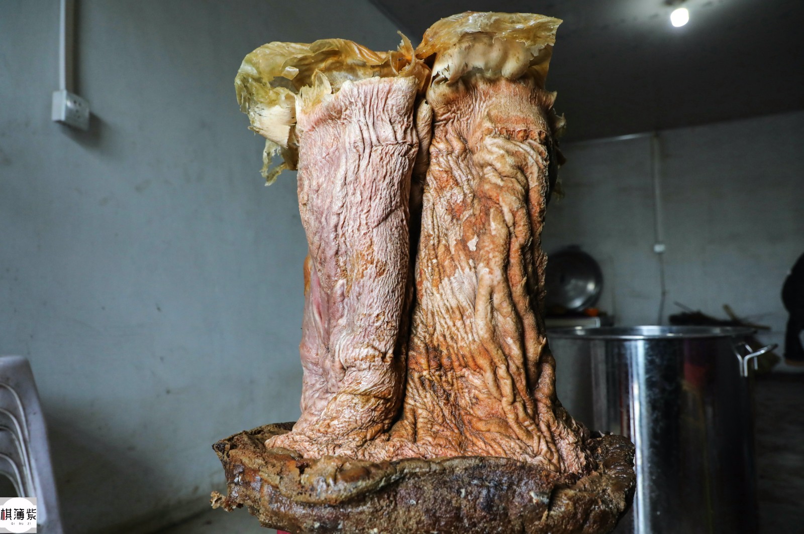 捡太岁暴富的农民遇"胶坚强",2年前百万宝贝险被毁