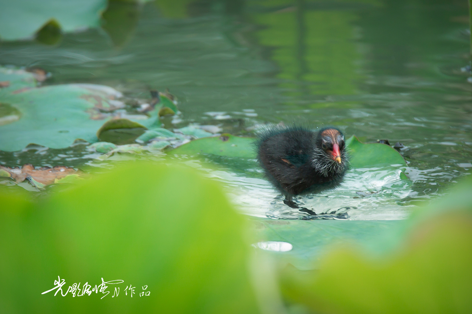 水鸡和她的宝宝.水鸡宝宝羽毛还没长全