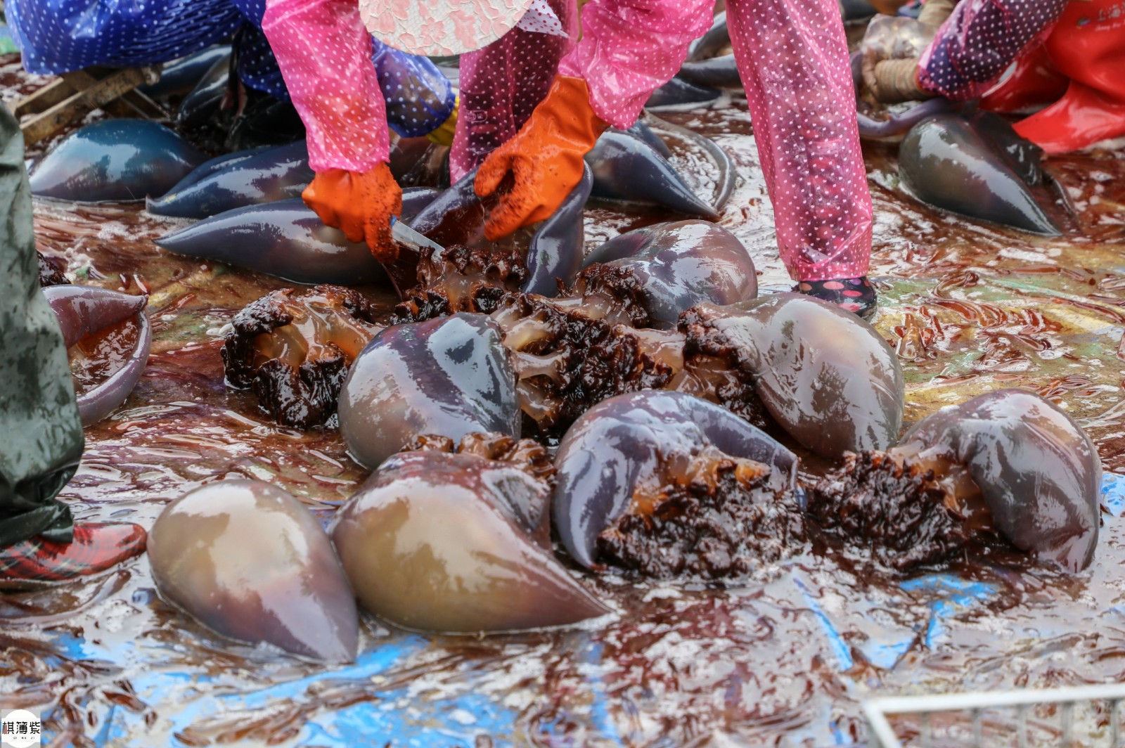东北"海蜇村"大丰收,一网海蜇数万斤,渔民一年能卖100万