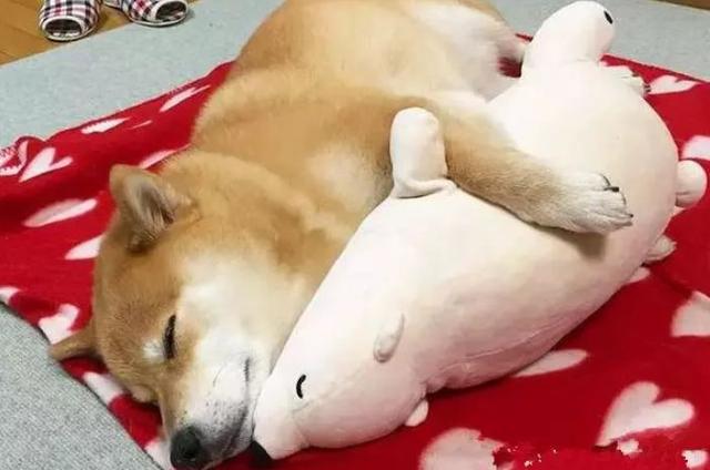 主人给柴犬买了个熊形抱枕,它很喜欢,睡觉也抱着不松手
