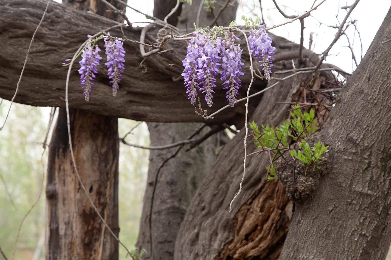 山西500年的紫藤树开花遮天蔽日,今年景色有点不一样