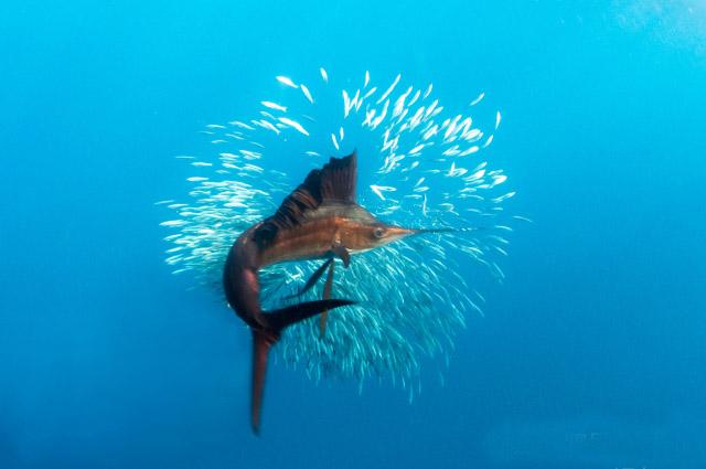 这鱼刚出生时塞牙缝都嫌不够, 只需7天便加入海中霸主行列