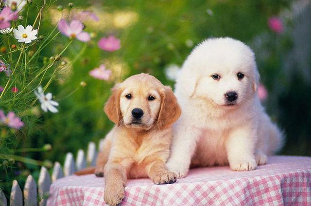 春天到了,为了宠物狗狗的健康这几点一定要注意哦!