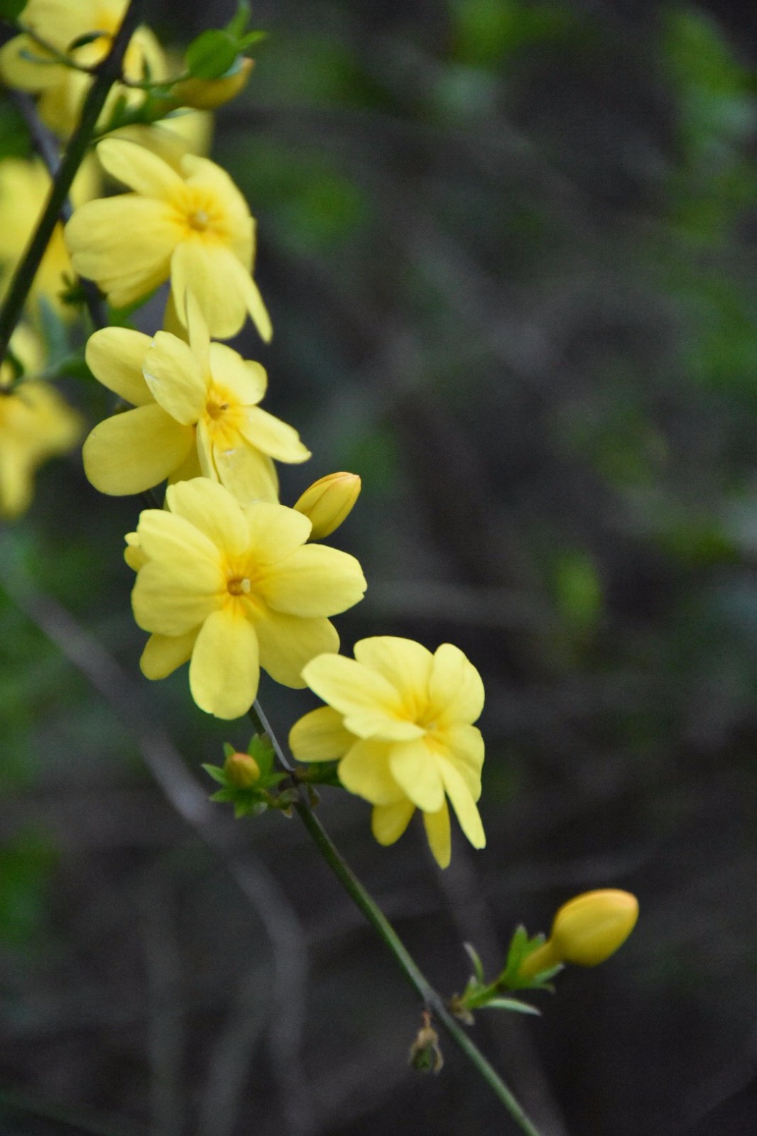 迎春花采万朵春光缀千条绿带13图