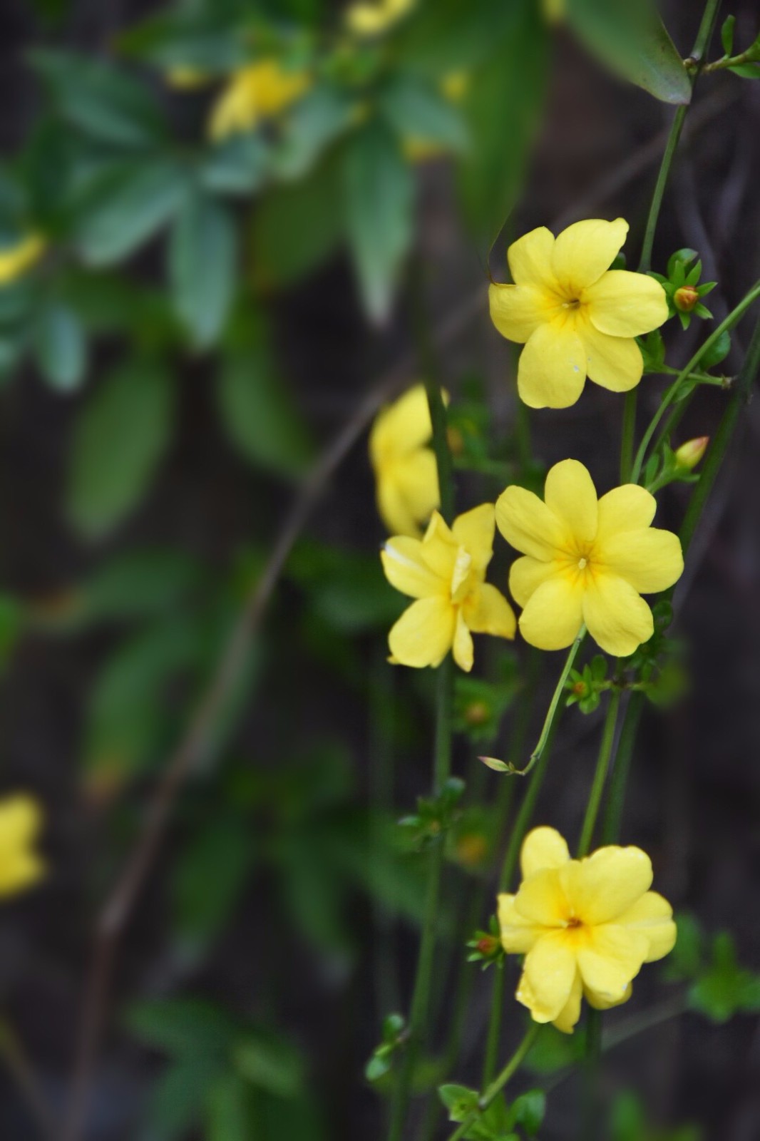 【迎春花】采万朵春光, 缀千条绿带.(13图)