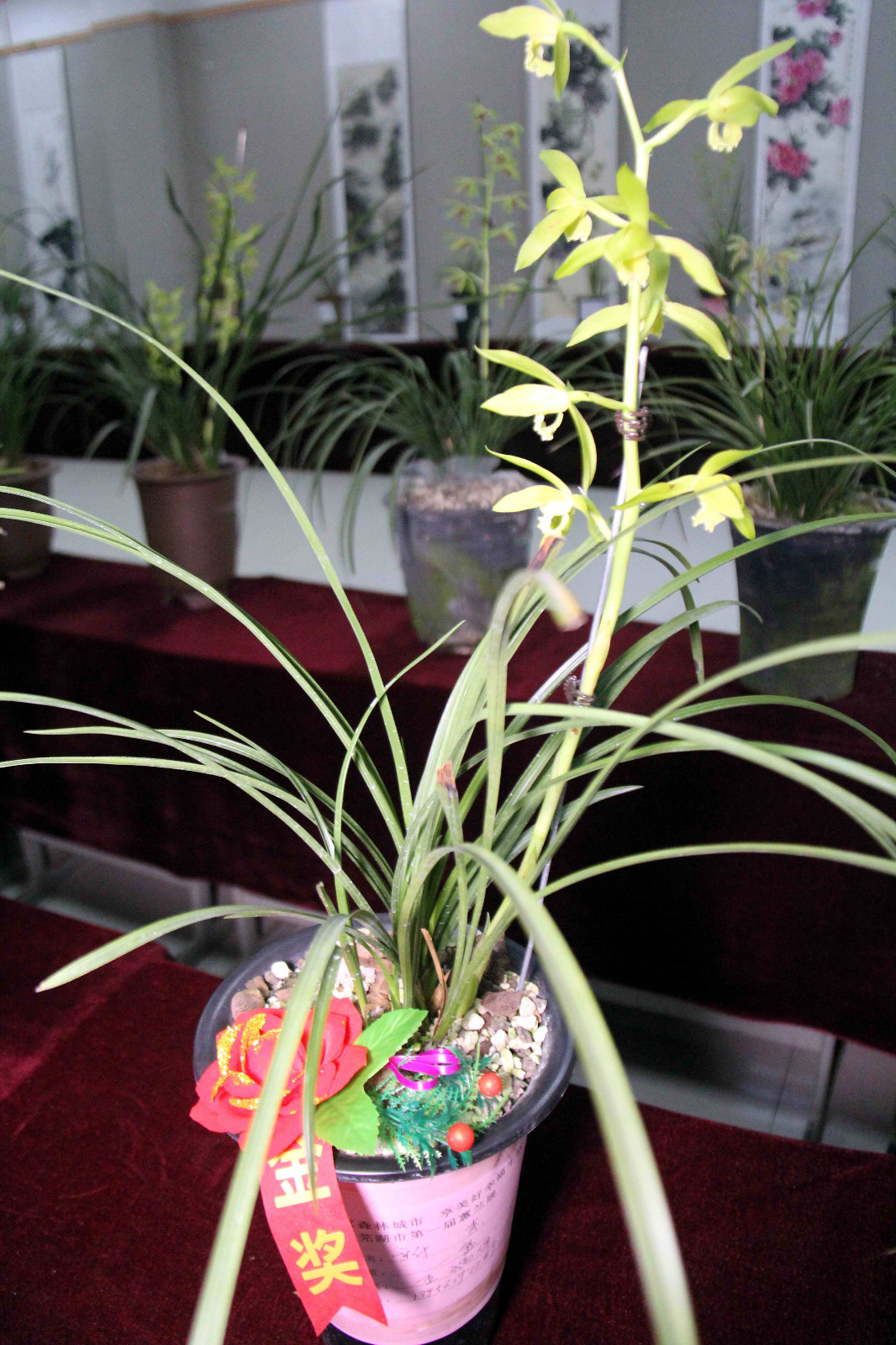 安徽芜湖首届蕙兰展上这五盆花夺得金奖,盆盆都值万元以上|兰花|蕙兰