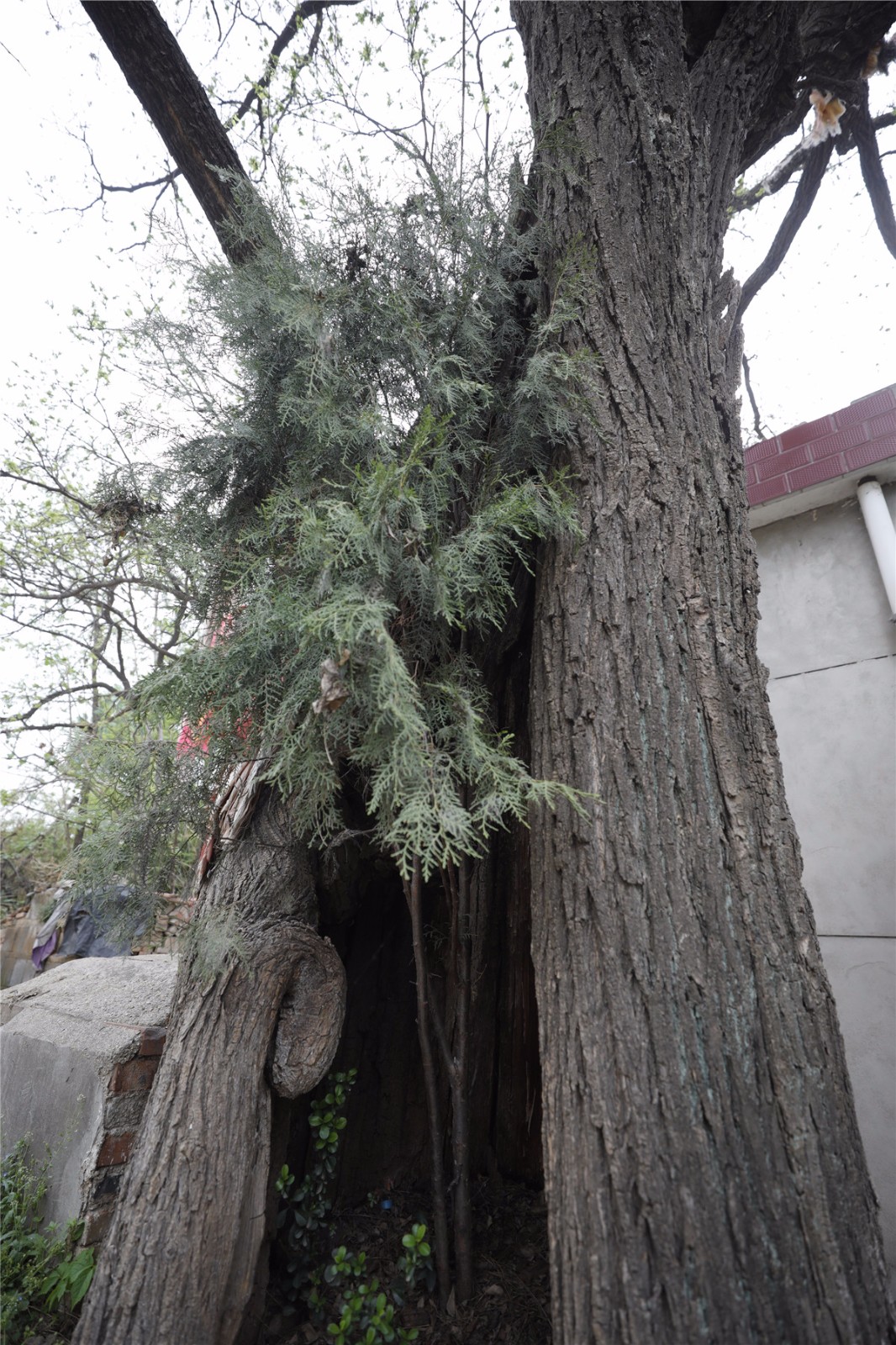 奇!一级保护古树国槐胸膛里长着一棵柏树