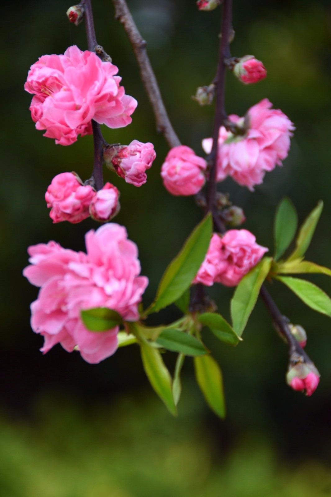 猎艳江湖梦小说