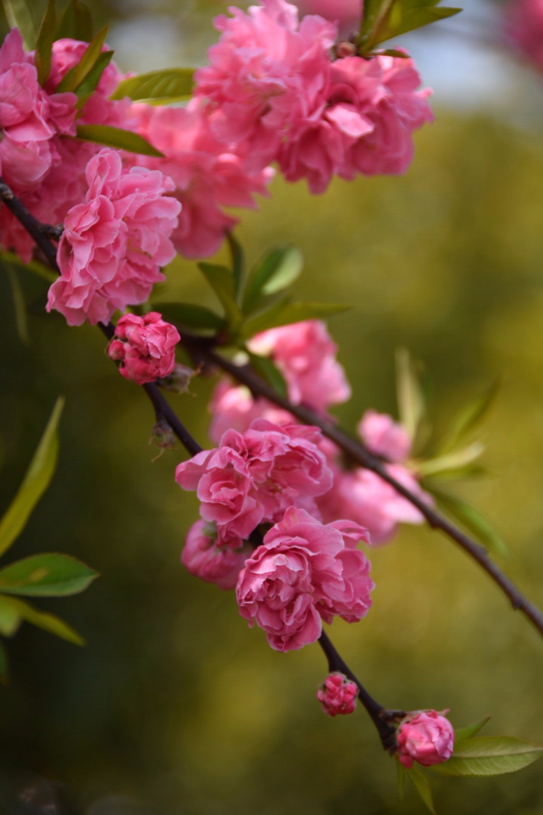桃花粉嫩娇艳而红花碧桃更显娟秀温婉12图
