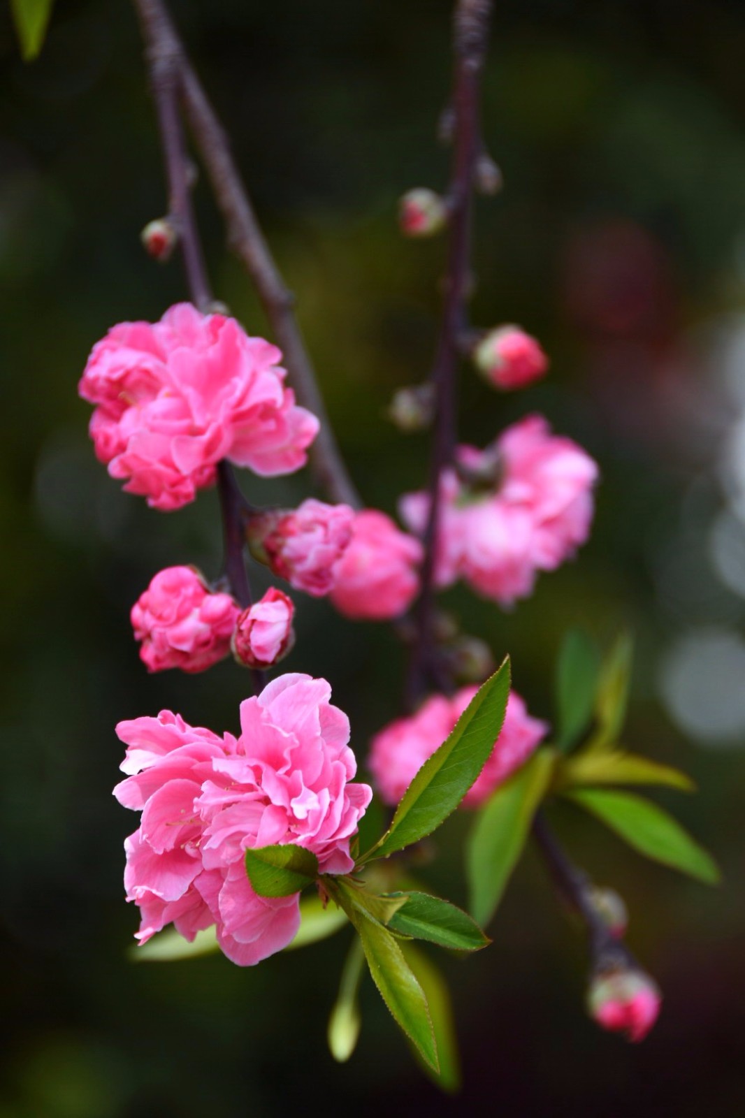 桃花粉嫩娇艳 ,而红花碧桃更显娟秀温婉/12图