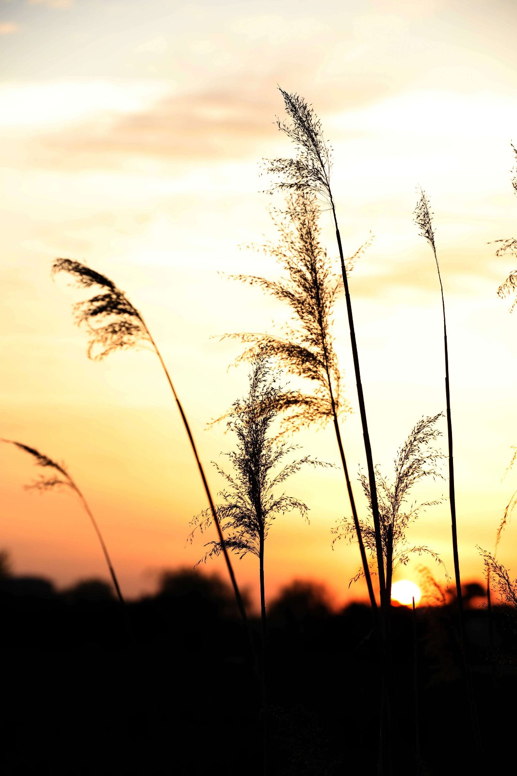 春日夕阳中的芦苇 晚霞倒影静美
