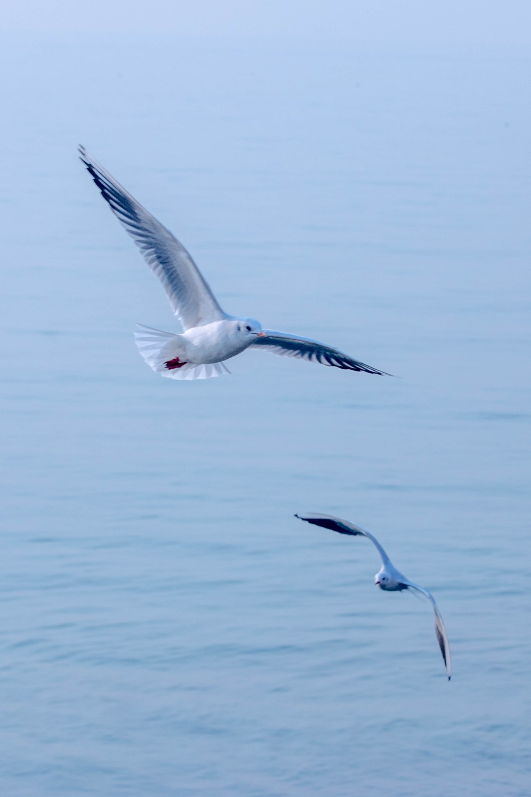 摄影图集 《海鸥》