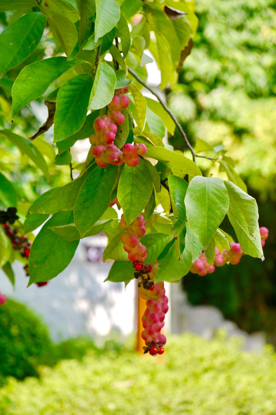 心形果实的树种--天目玉兰