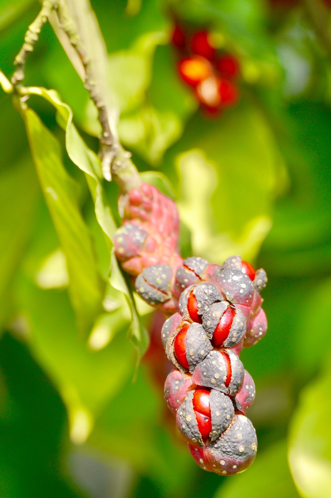 心形果实的树种--天目玉兰