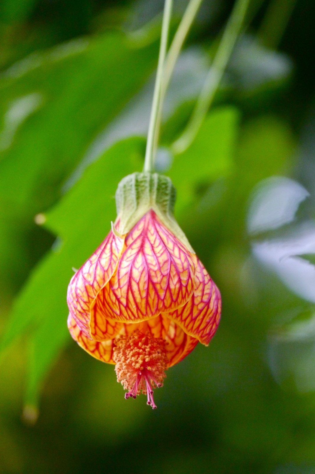 漂亮的小灯笼金铃花中国科学院武汉植物园