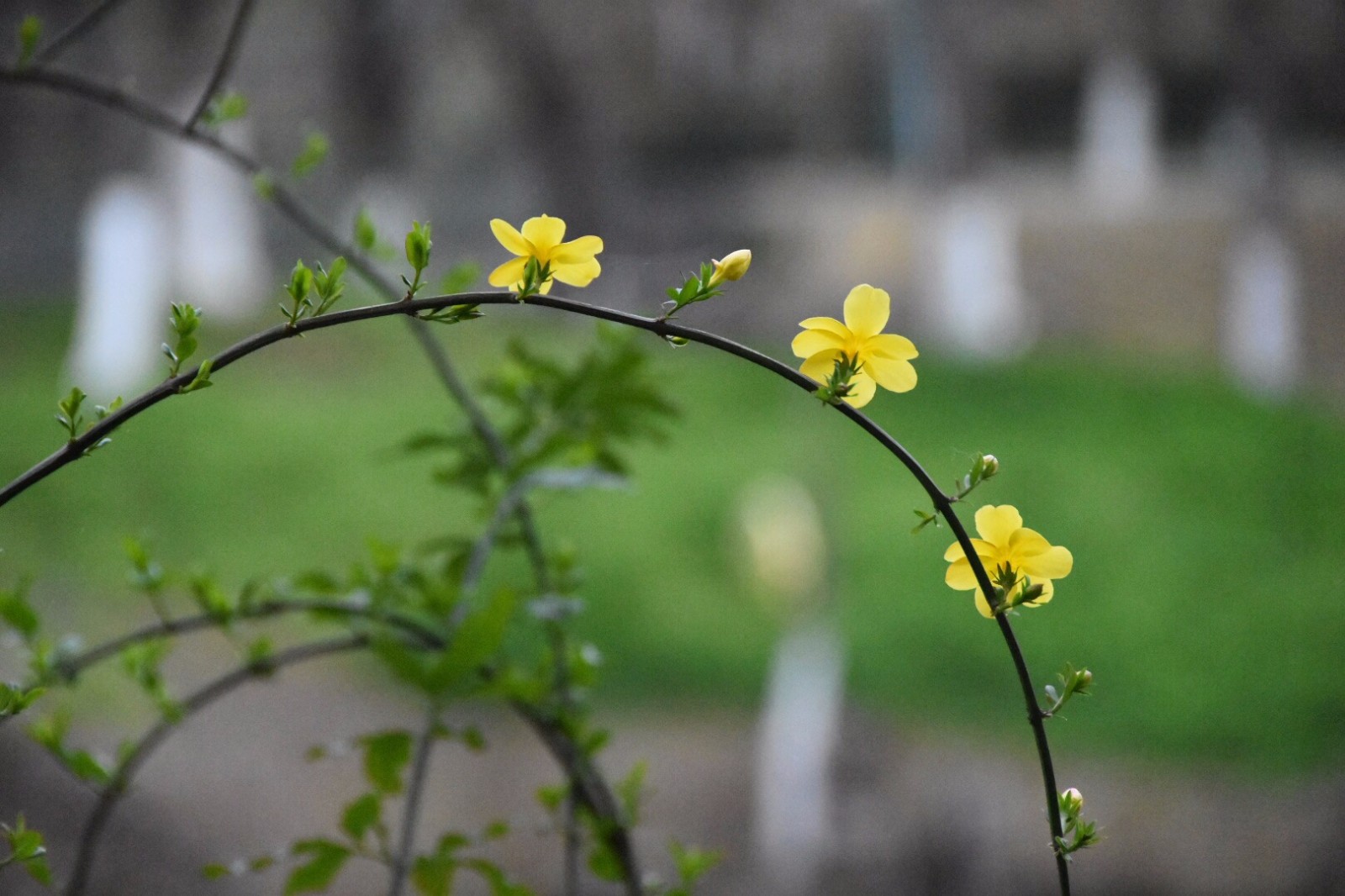 【迎春花】采万朵春光, 缀千条绿带.(13图)