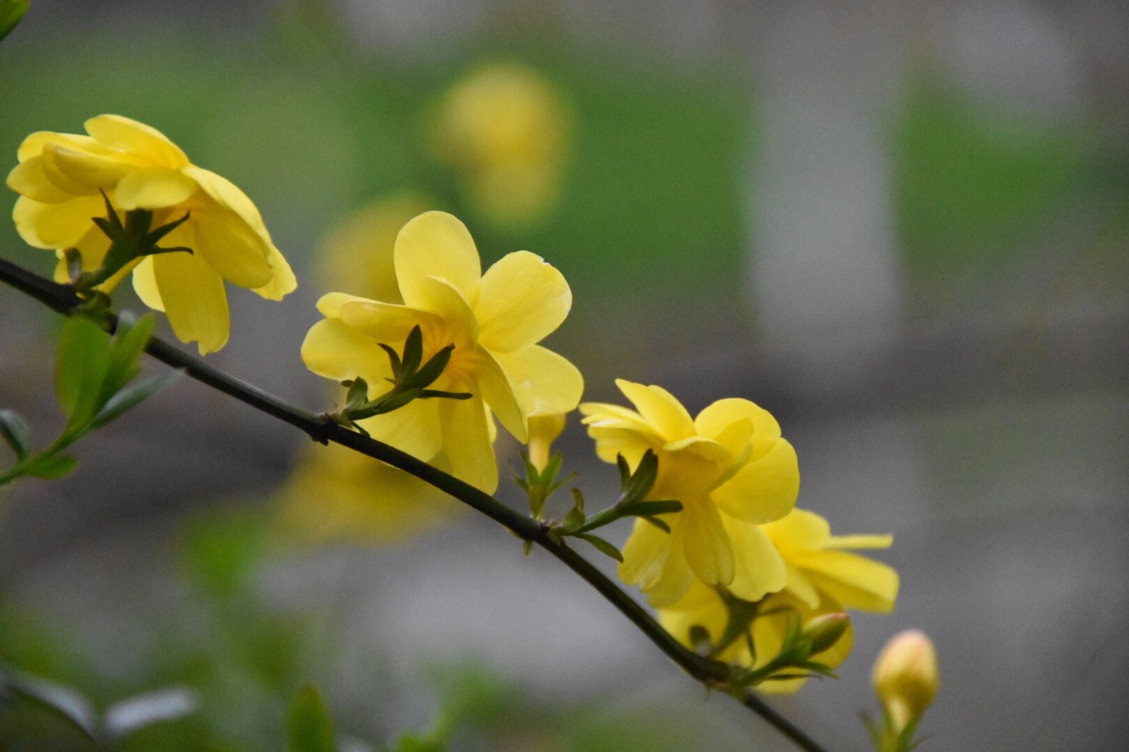 迎春花采万朵春光缀千条绿带13图