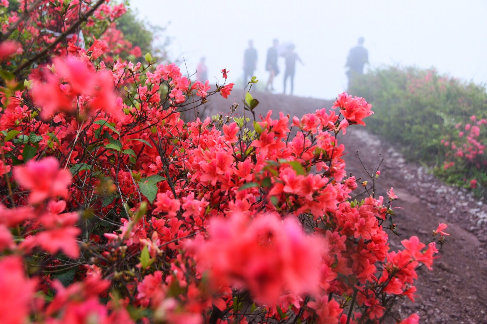 温岭上保山天然野生红杜鹃漫山遍野,雾里看花别样的风景(29图)