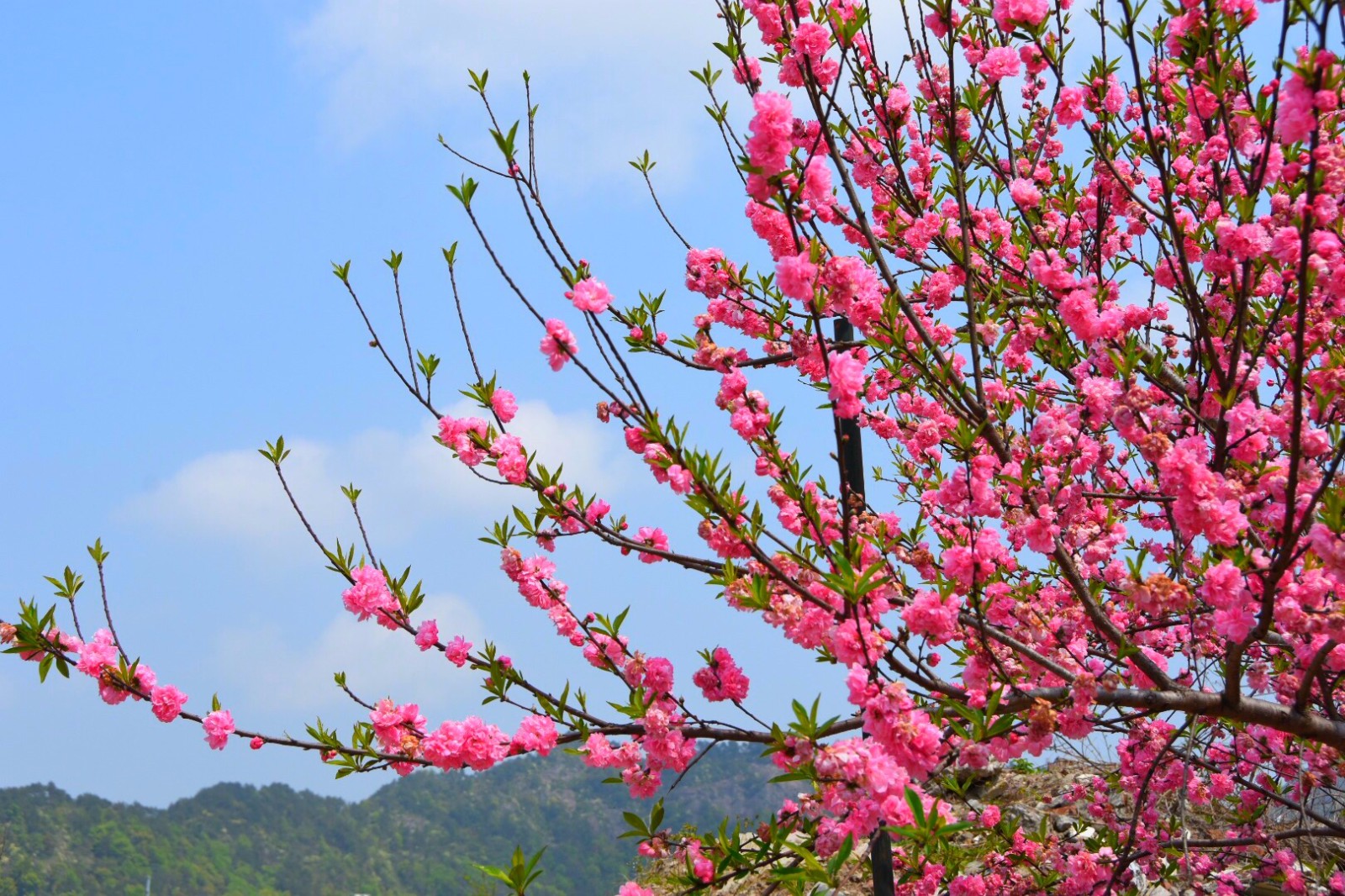 桃花粉嫩娇艳而红花碧桃更显娟秀温婉12图