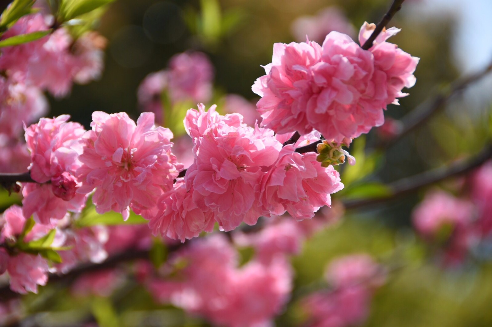 桃花粉嫩娇艳 ,而红花碧桃更显娟秀温婉/12图