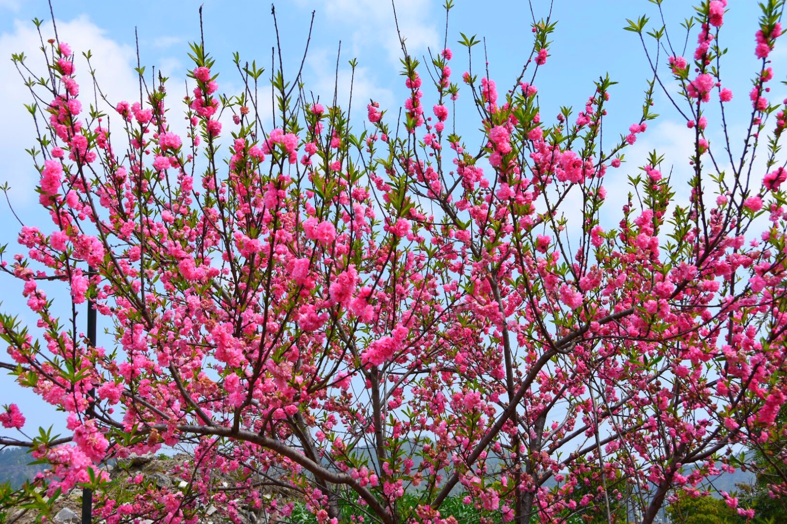 桃花粉嫩娇艳而红花碧桃更显娟秀温婉12图