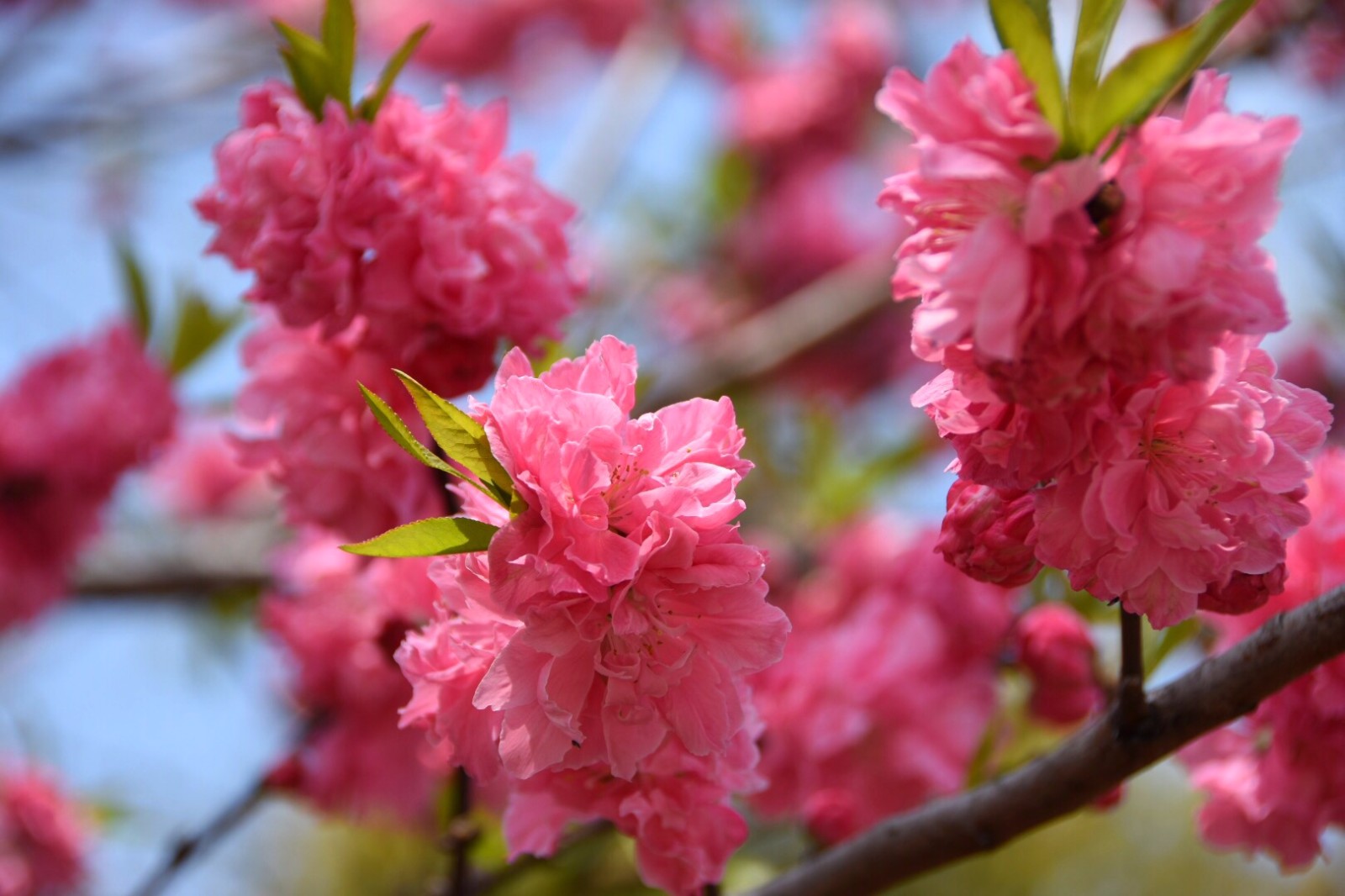 桃花粉嫩娇艳而红花碧桃更显娟秀温婉12图
