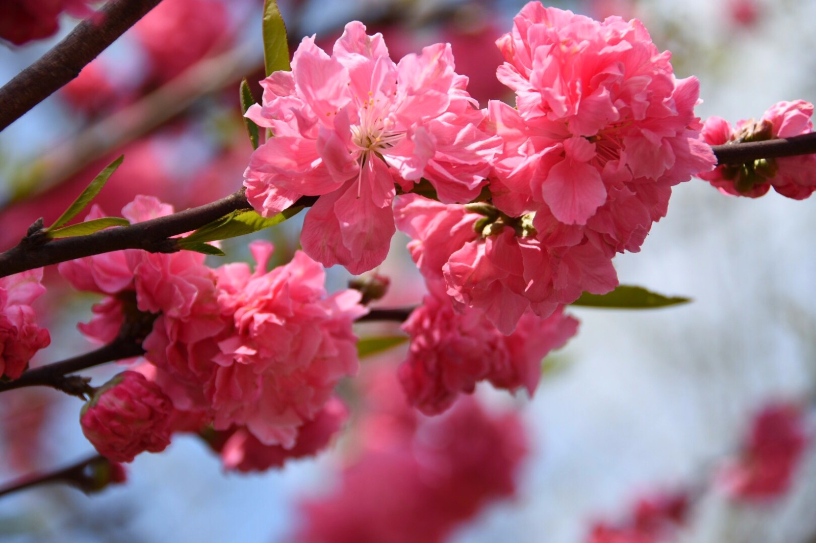 桃花粉嫩娇艳而红花碧桃更显娟秀温婉12图