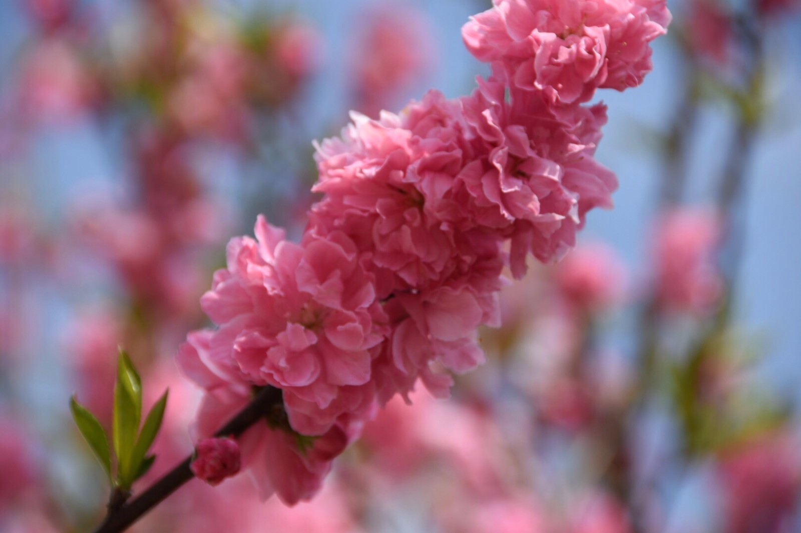 桃花粉嫩娇艳 ,而红花碧桃更显娟秀温婉/12图