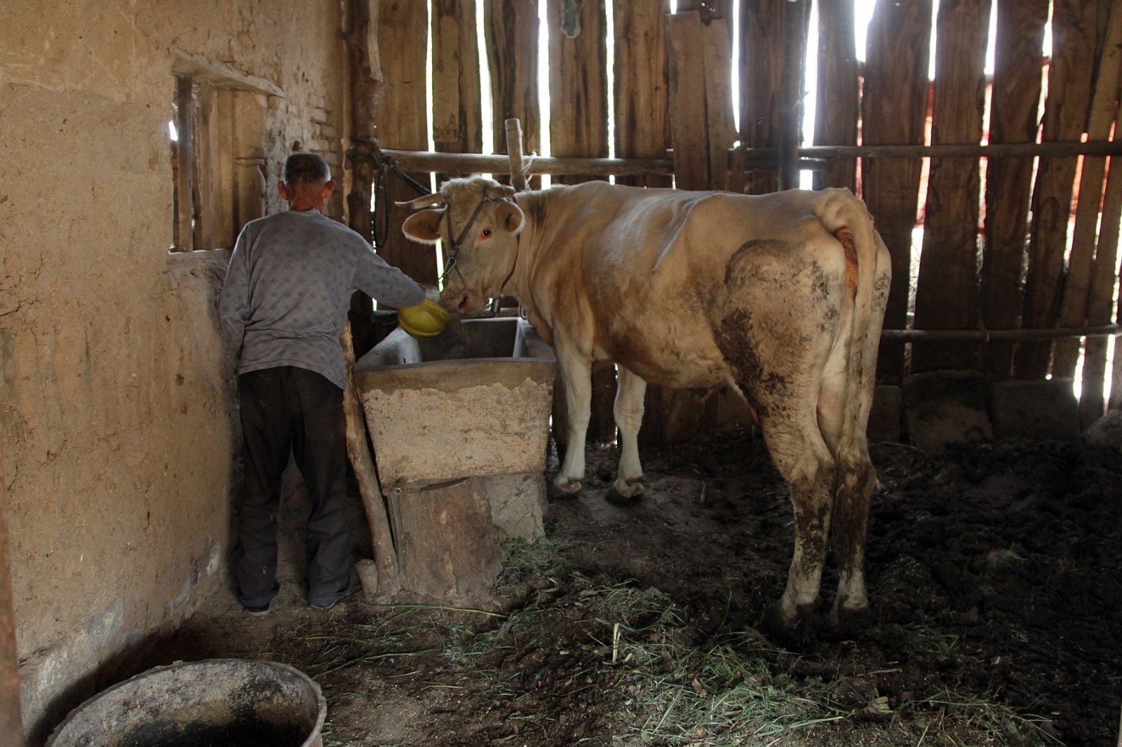 河南7旬农村老人勤劳养牛赚钱想给3个儿子买房分钱