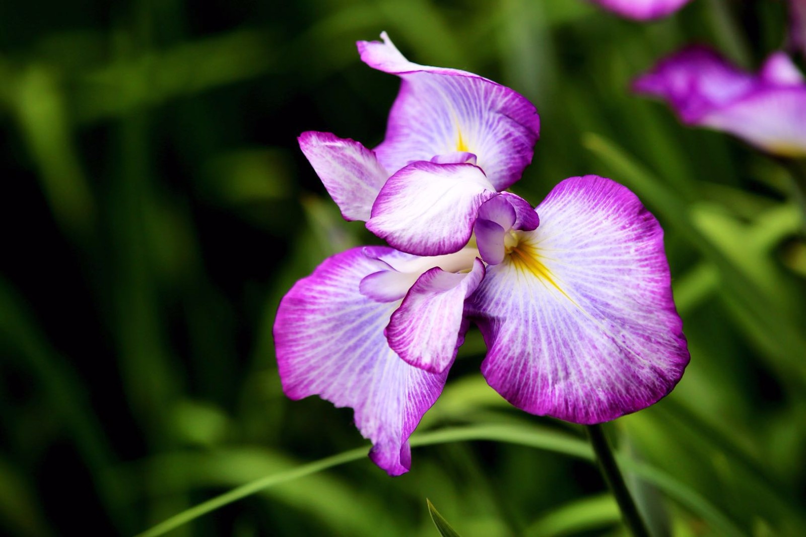 鼋头渚的花菖蒲节,在初夏透着浓浓的爱意.