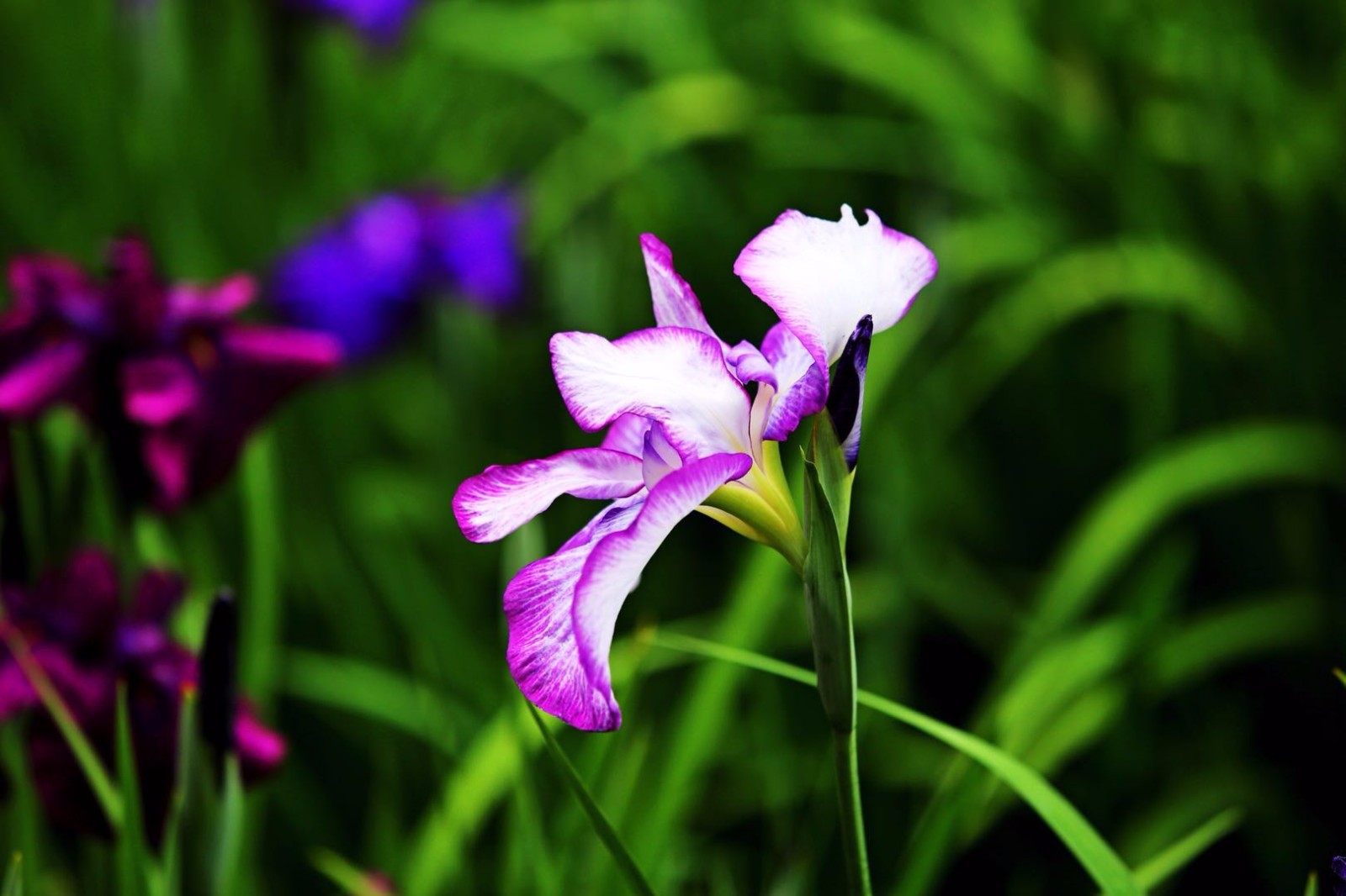 鼋头渚的花菖蒲节,在初夏透着浓浓的爱意.