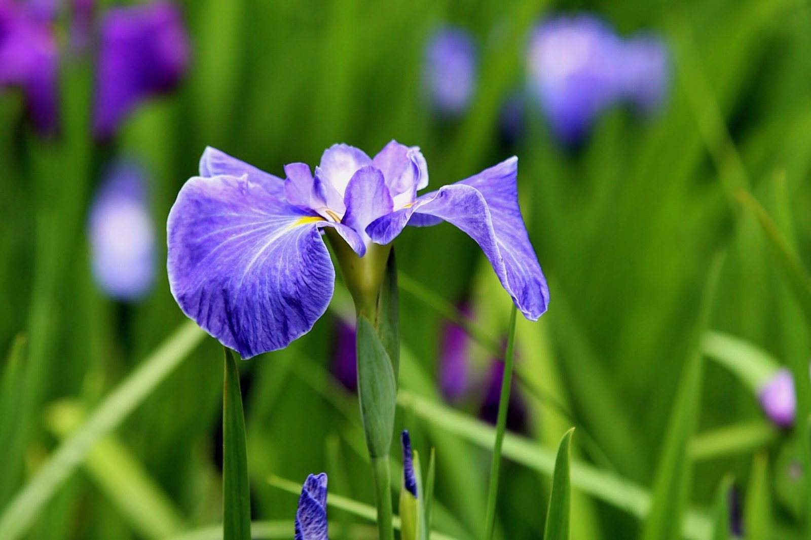 鼋头渚的花菖蒲节,在初夏透着浓浓的爱意.