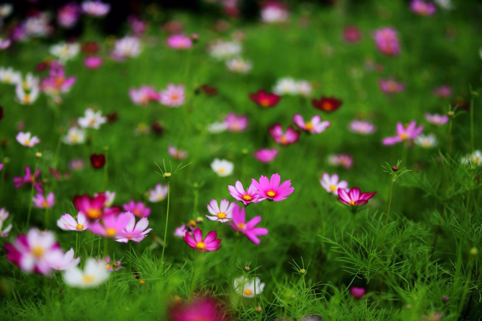 生长在高原的格桑花无锡也可以看到很多