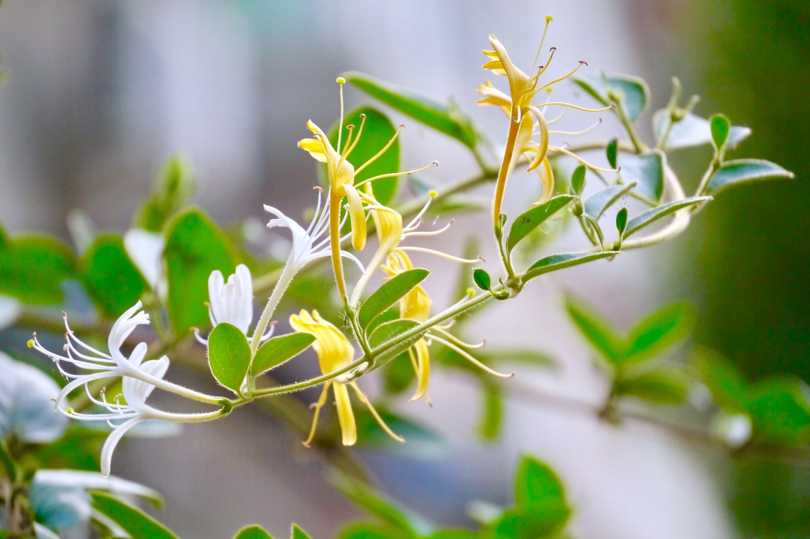 夏日最后的金银花46月为金银花花期