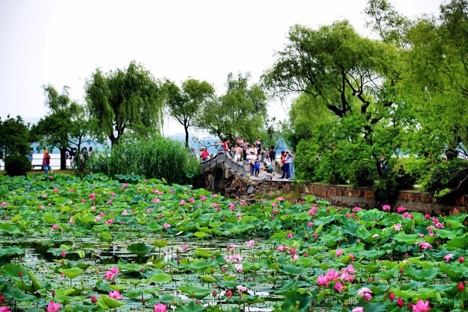 夏天江南的园林遇上纯洁的荷花就在无锡蠡园