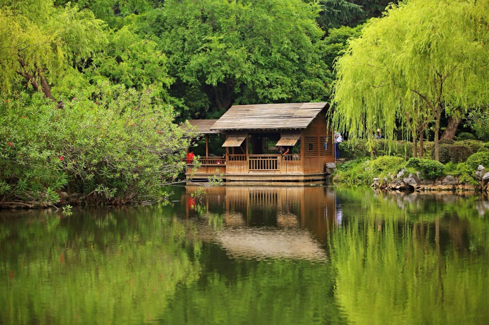 夏天江南的园林遇上纯洁的荷花就在无锡蠡园