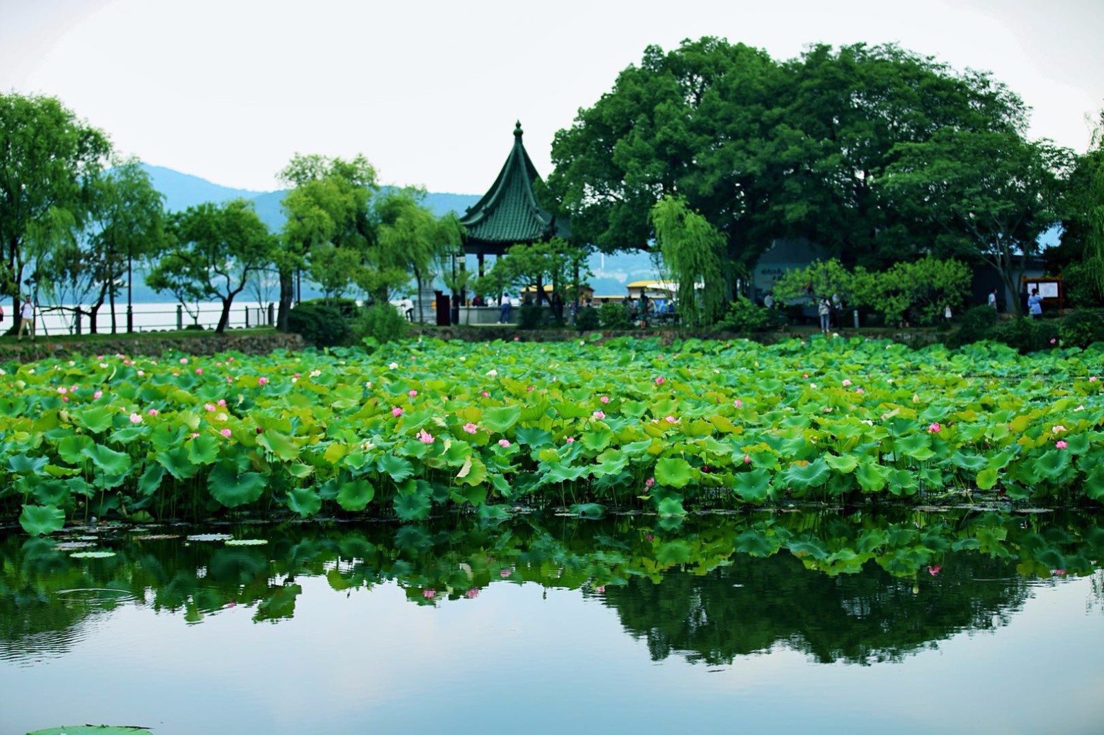 夏天高温天气原因 今年夏天到底有多热