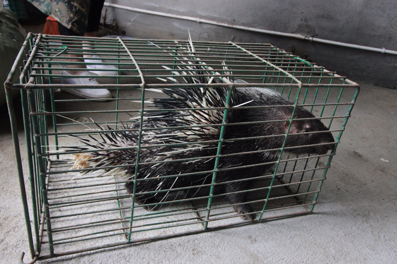 残疾女深山养豪猪年入20万为丈夫减负