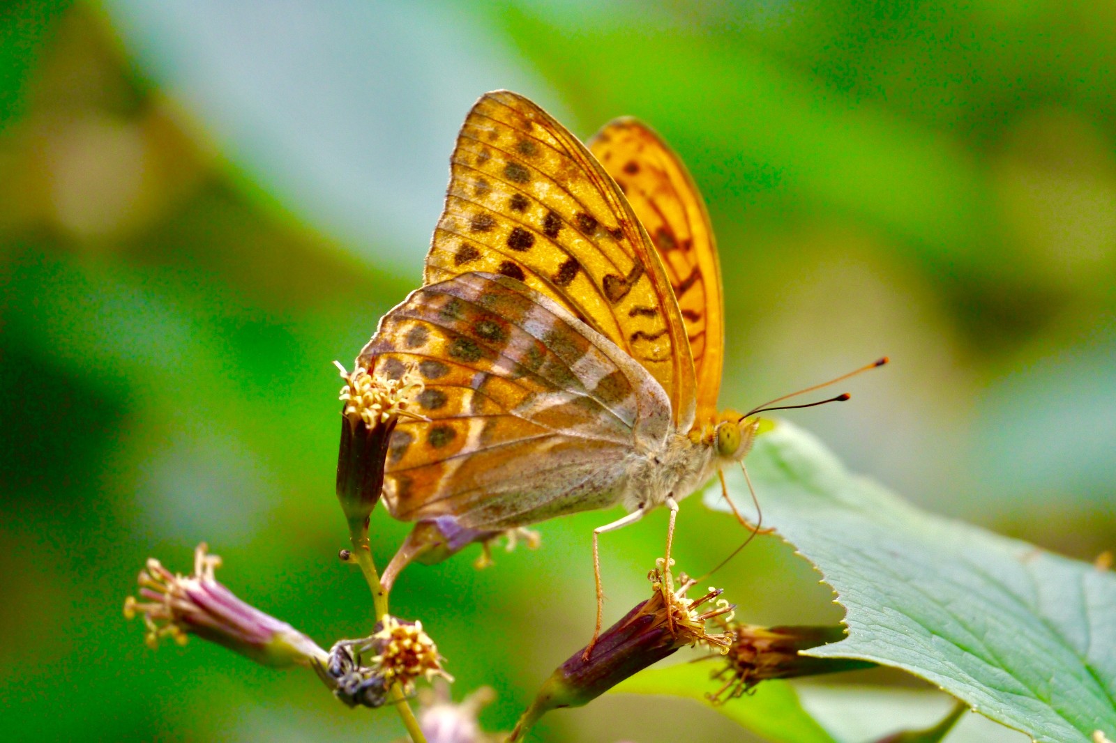 竹节虫蝴蝶甲虫星天牛蝴蝶蛙蝴蝶蜻蜓薄刀峰的"主人"--小动物【湖北省