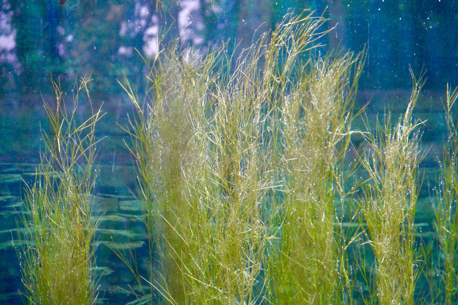 神奇有趣的沉水植物