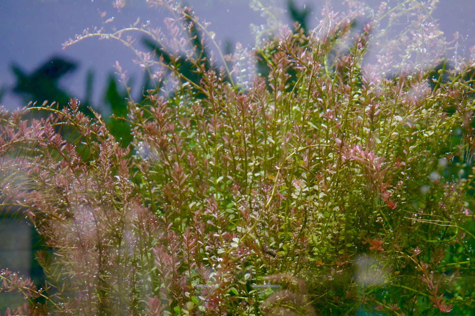 神奇有趣的沉水植物