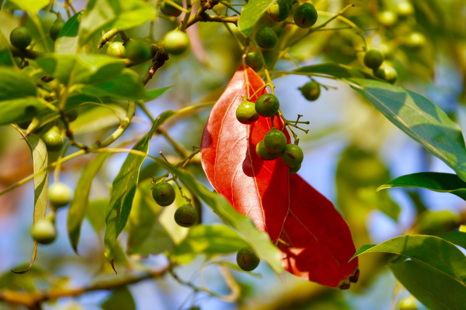 一叶知秋正在渐红的樟树叶