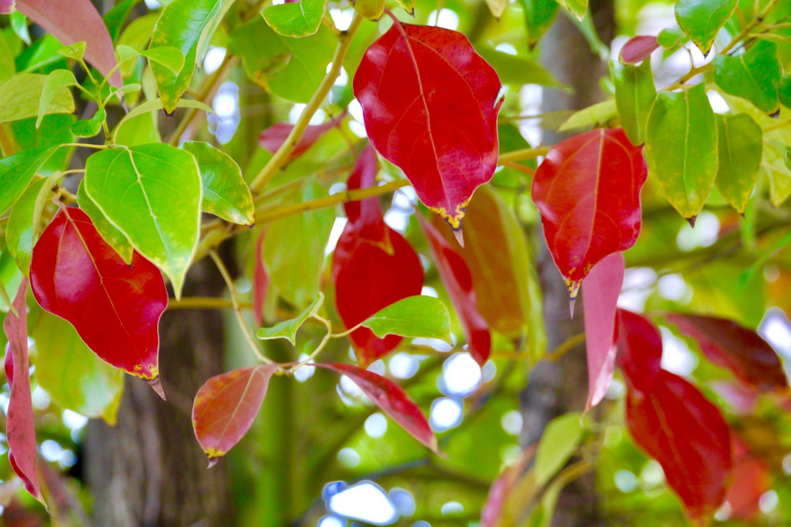 一叶知秋【正在渐红的樟树叶】