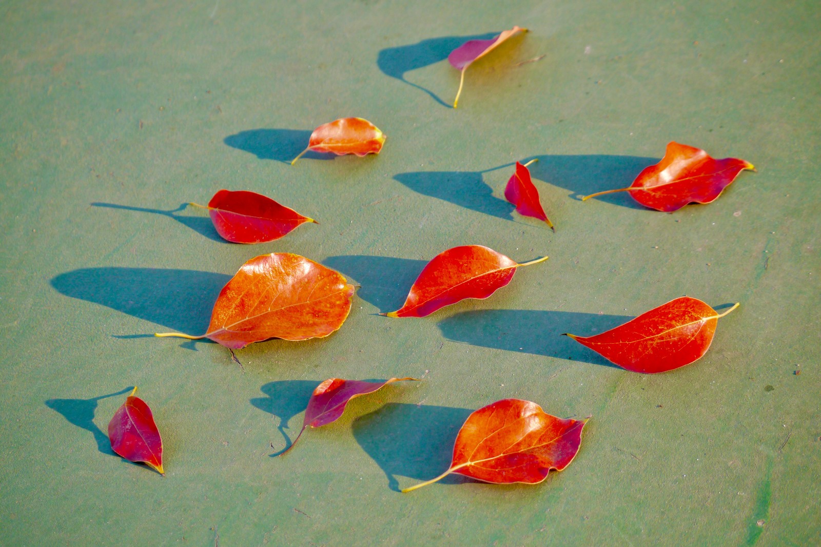 香樟樟树树叶叶子图片素材-编号15206252-图行天下