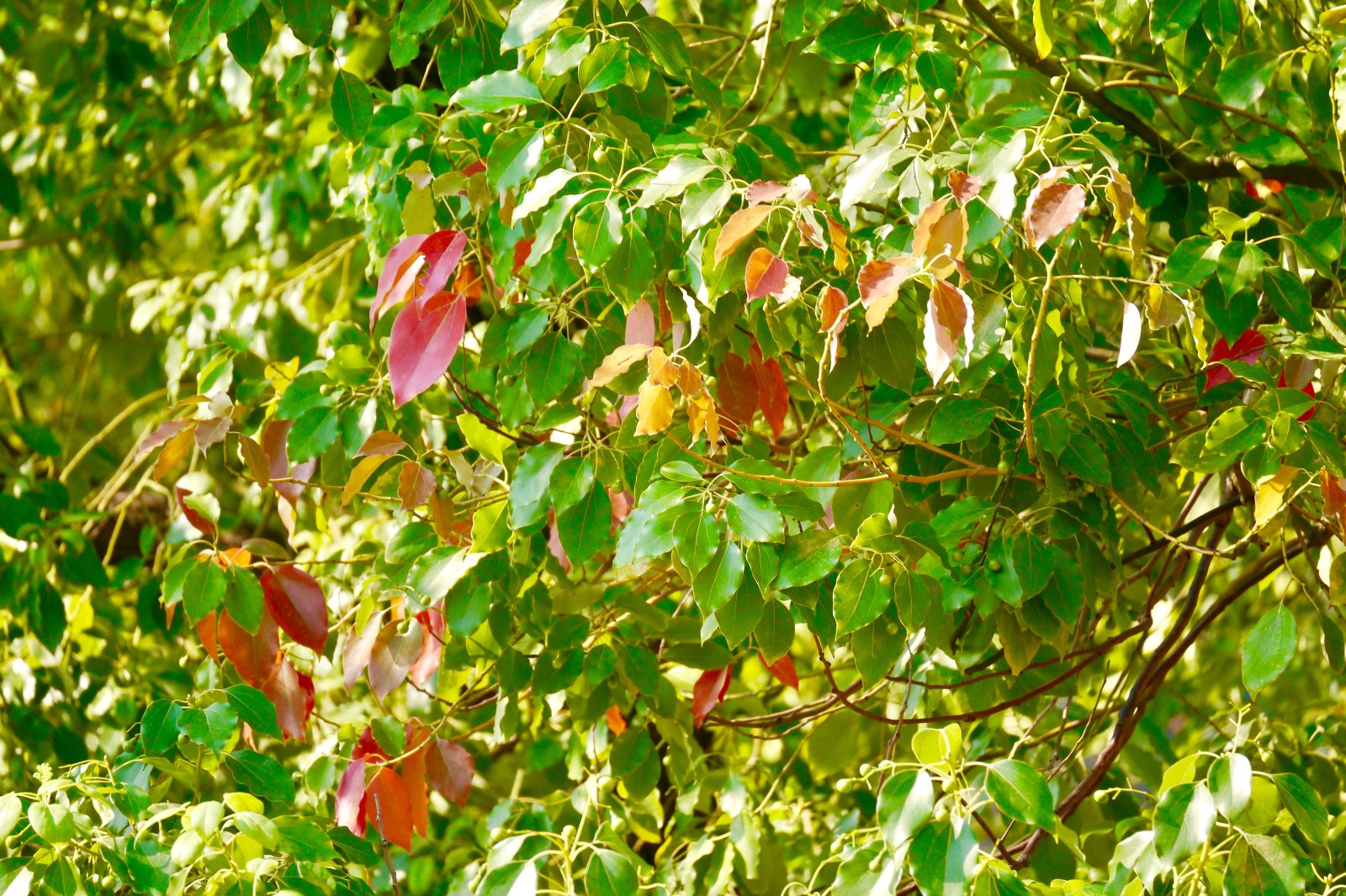 一叶知秋【正在渐红的樟树叶】