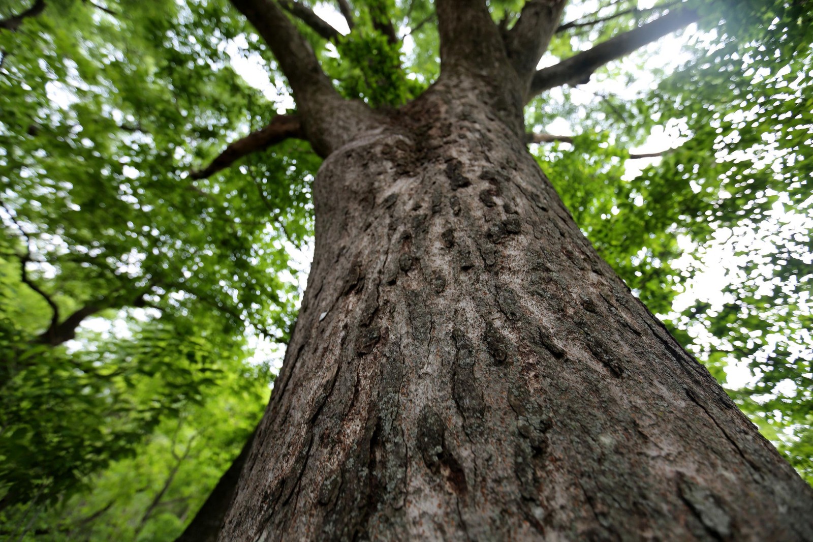 安康境内生长着一颗古树 迄今3000年有余