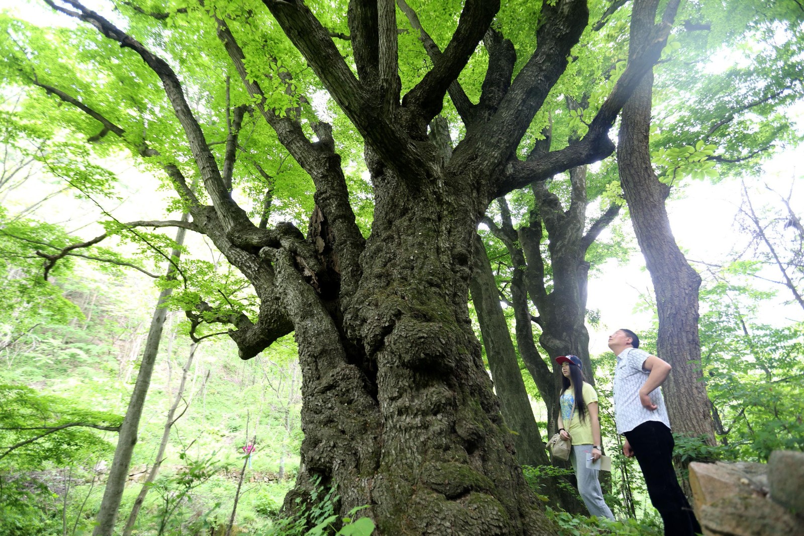 安康境内生长着一颗古树 迄今3000年有余