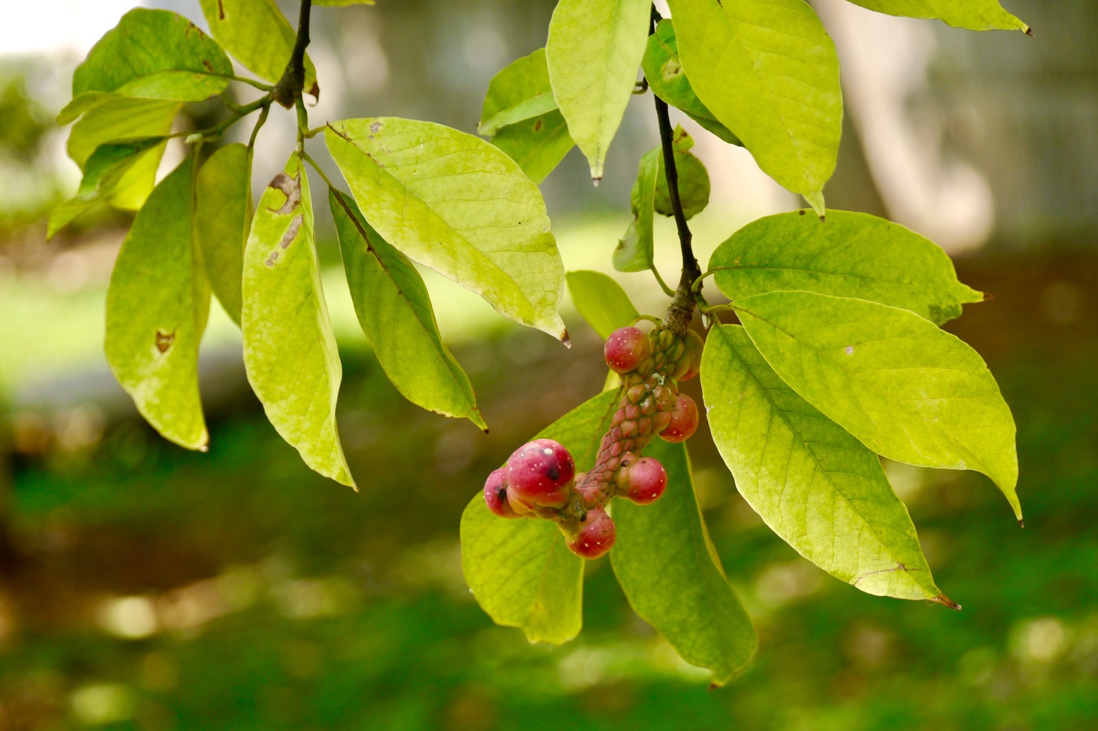 心形果实的树种--天目玉兰