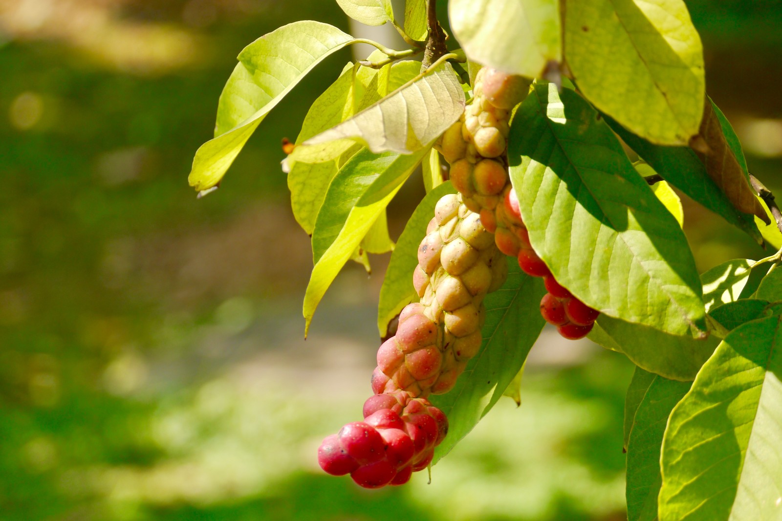 心形果实的树种--天目玉兰|天目|玉兰|心形_新浪新闻