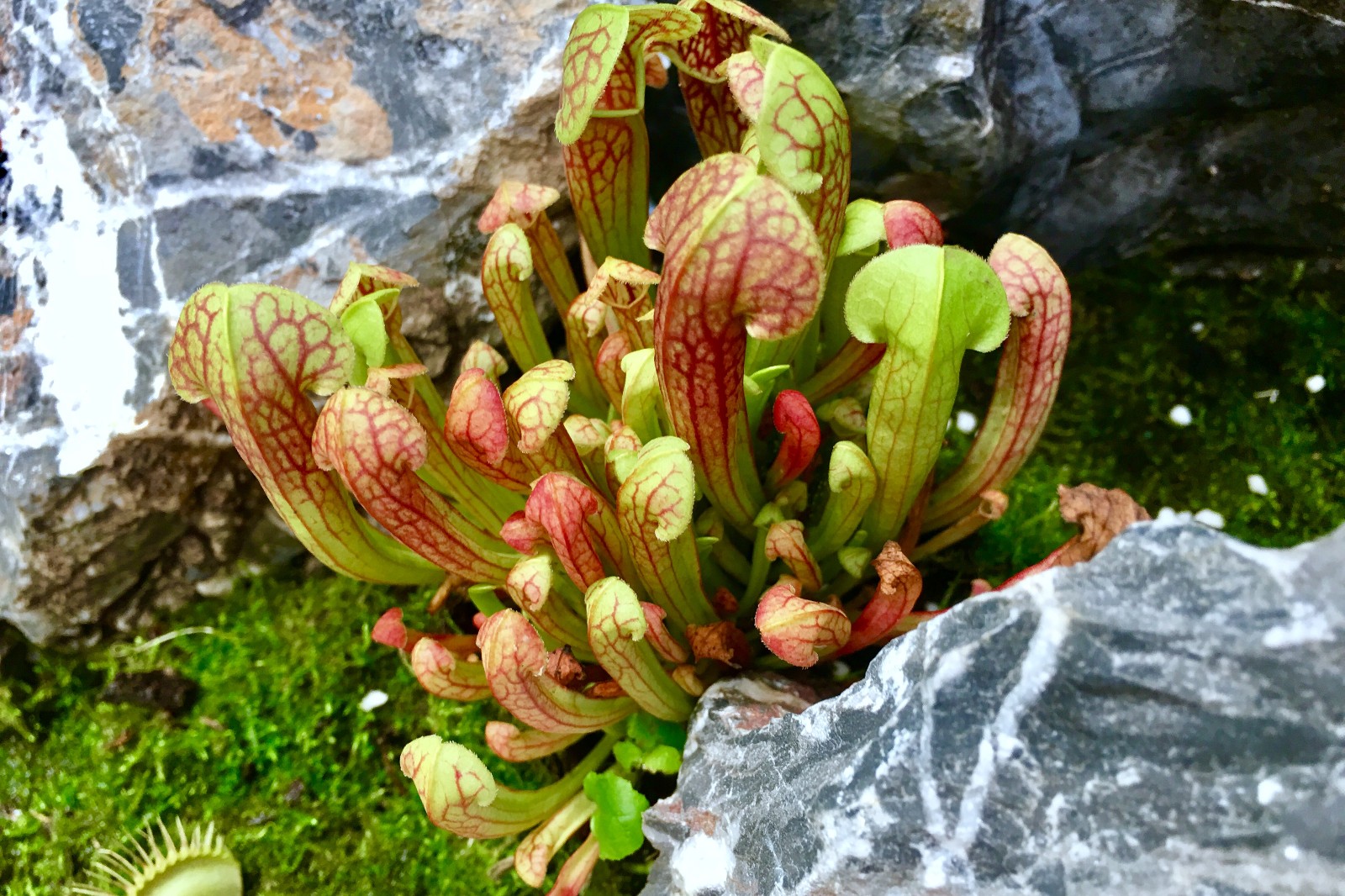吃动物的植物又是如何进化出来的?...